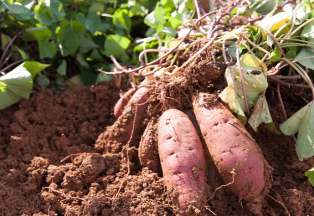 22歳の息子が泥だらけ!?70歳の祖母の“自慢げな様子”に⇒「言葉にできないほど幸せ」