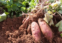 22歳の息子が泥だらけ！？70歳の祖母の“自慢げな様子”に⇒「言葉にできないほど幸せ」