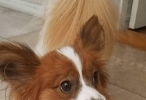 トイレから聞こえる謎の音　恐る恐る覗き込むと⇒愛犬の”衝撃の姿”に「おもちゃじゃないから！」