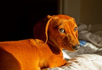 トイレに失敗した愛犬が驚きの行動に！？　自力で「証拠隠滅」を試みるも⇒目が合った瞬間の”反応”に「爆笑した」