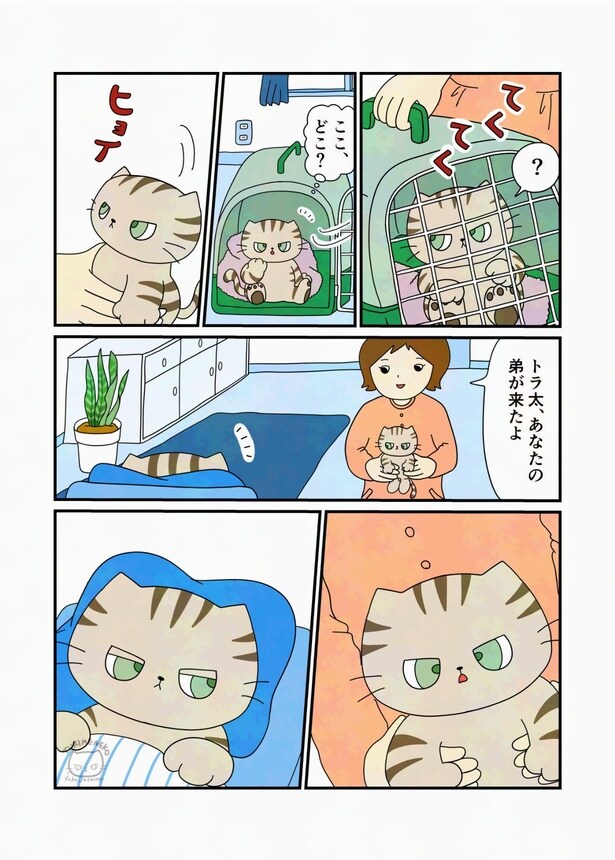 『生まれてから一度もかわいがってもらえない猫』(2／32)