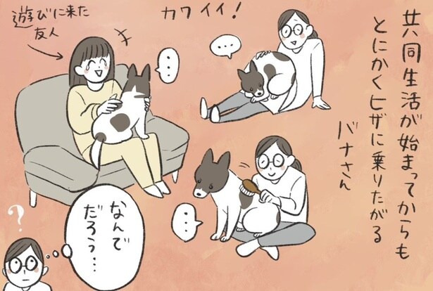 とにかく膝の上に乗りたがる雑種犬のバナ