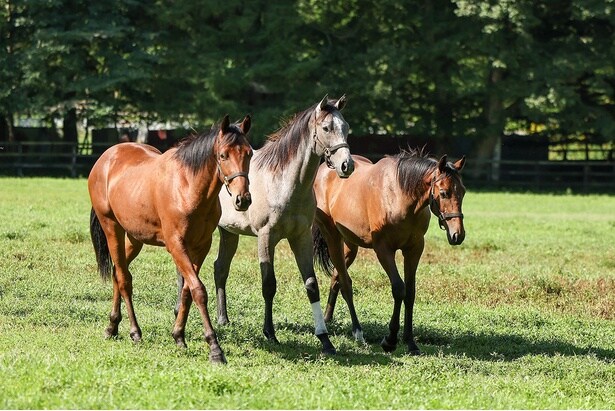 「ザ・ロイヤルファミリー」より