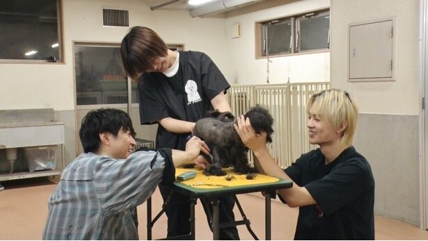 11月1日放送の「嗚呼!!みんなの動物園」では相葉雅紀＆佐野勇斗がトリミング