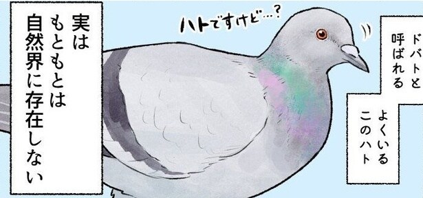 人を信じきれないスズメ、がんばるツバメ…身近な鳥たちの素顔に「ますます愛しい」【漫画】