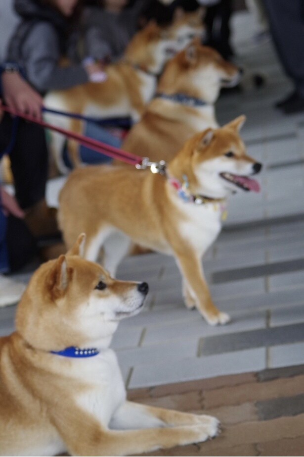 かわいらしい柴犬たちの姿