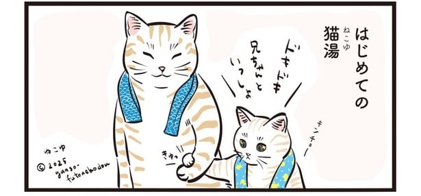 ねこゆにやってきた猫の兄弟が可愛い