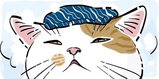 元祖ふとねこ堂さんにインタビュー