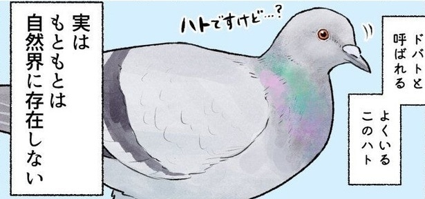 『身近で目にする鳥たちの意外と知らない素顔！？』 