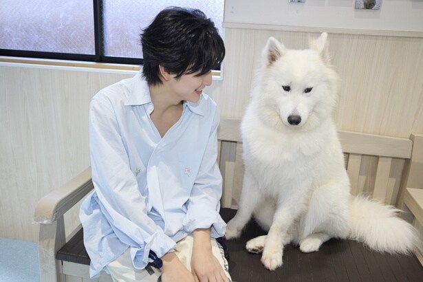 【写真】サモエドと戯れる悠くんのカワイイカット全12枚