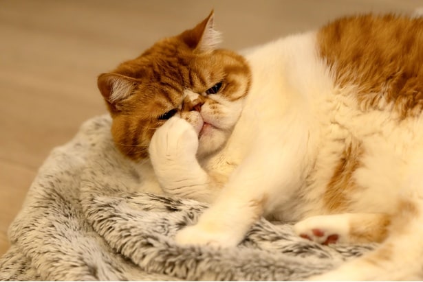 ブサかわ猫・ヨミチの声にも期待が集まる