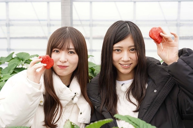 乃木坂46小川彩＆川端晃菜、加入直後の学生生活を回顧「まだ言えなかったから『家の用事で』って…」＜乃木坂、逃避行。SEASON4＞