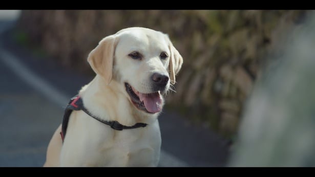 元警察犬のソフィが人間の言葉を話すのを聞いたスンジェは、自分がいよいよおかしくなってしまったか…と戸惑った…