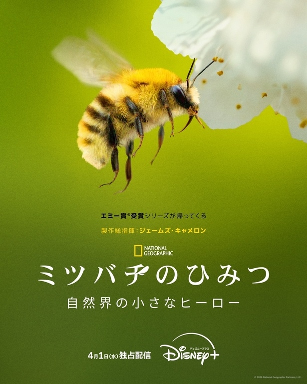 「ミツバチのひみつ：自然界の小さなヒーロー」ディズニープラスにて4月1日(水)より独占配信開始