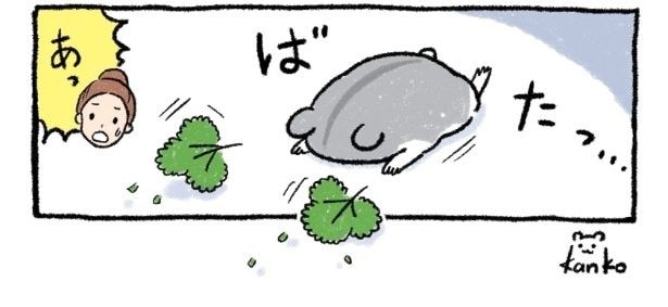 『パセリふりかけハムスター、たおれた』より