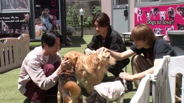 相葉雅紀、佐野勇斗(M!LK)、山中柔太朗(M!LK)が保護犬たちの一斉トリミングに挑む