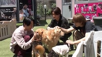 相葉雅紀とM!LKの佐野勇斗＆山中柔太朗が長崎で保護犬の一斉トリミングに挑戦＜嗚呼!!みんなの動物園＞