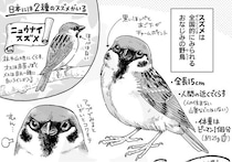 “スズメ”の行動にメロメロ…“盗蜜”や水浴びなど微笑ましい生態に「ほんっとかわいい」の声【漫画】