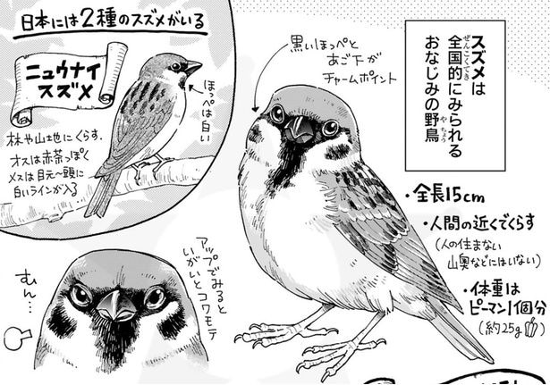 “スズメ”の行動にメロメロ…“盗蜜”や水浴びなど微笑ましい生態に「ほんっとかわいい」の声【漫画】