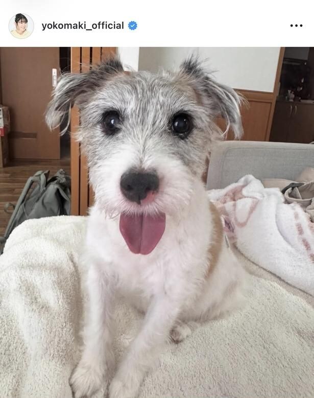 【写真】真木よう子の愛犬・シェリーがかわいい…