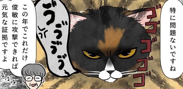 ポーランドからやってきた“マダム猫”が日本で初の健康診断…受診後に作成した“怒りの診察券”に「笑った」【漫画】