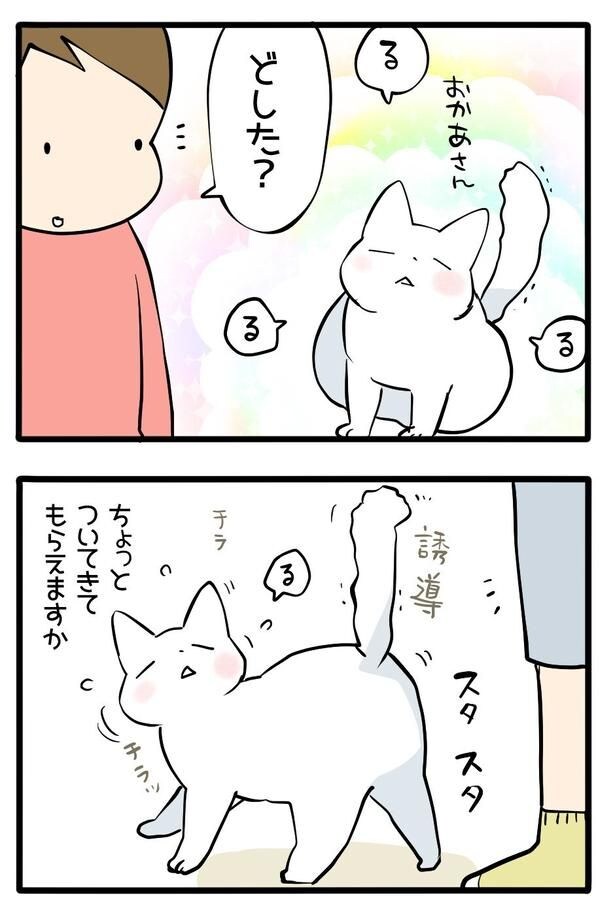 飼い主を誘導するボンくん