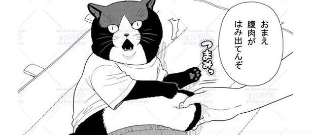 腹のお肉をつかまれる猫の男子・猫柳