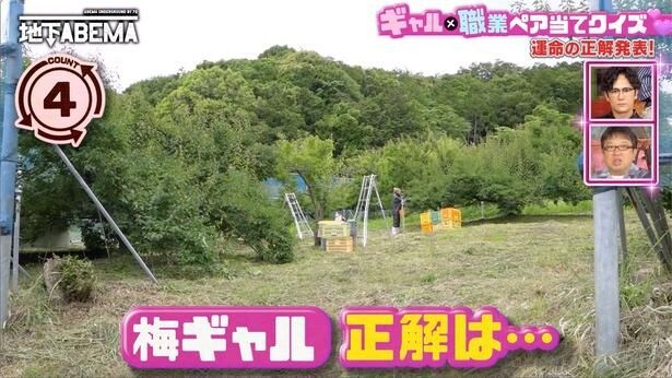 梅干し職人として活動するギャルモデル登場「大好きな梅干しサワーに合う理想の梅を追い求めて」<ななにー 地下ABEMA>