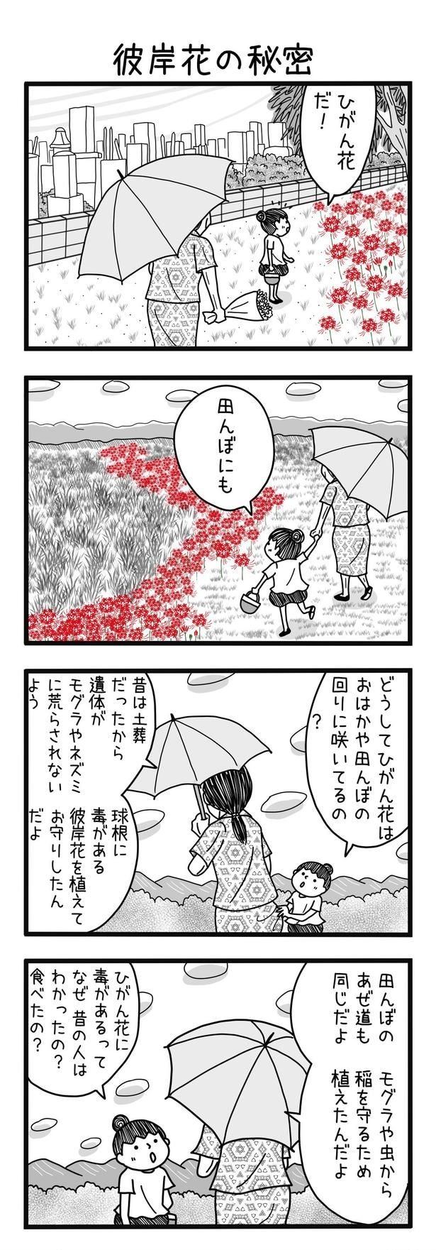 『彼岸花の秘密』