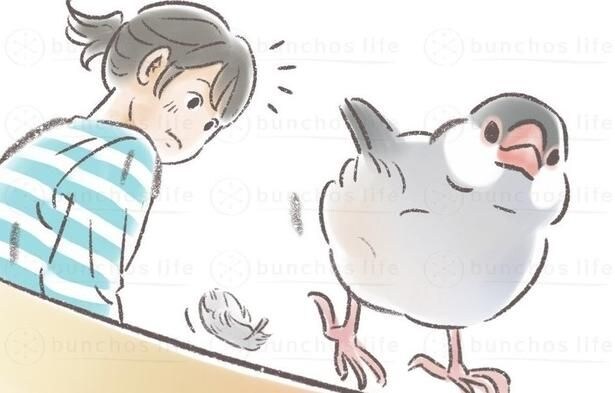 飼っている文鳥から羽が抜け落ちる瞬間を見た作者のこむぎさん
