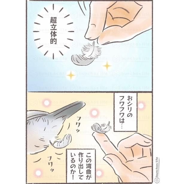 『立体的な羽を見てこれが鳥のフワフワを形成してるのかと思いを馳せる』(2/2)
