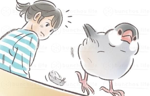 文鳥を飼う作者が新たな気づき?お尻からひとつの羽が抜け落ちる様子に「触ってみたい」と反響【漫画】