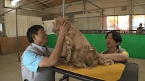 ＜24時間テレビ＞相葉雅紀の「保護犬トリミング」に、サッカー日本代表・森保一監督が初参戦