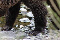 「ぬいぐるみのように振り回していた」　クマに顎を噛みつかれた男性、ピザを食べられるまで1年半