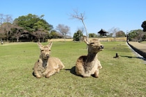 「パトロールしたのにこの仕打ち」　鹿を守っていたへずまりゅう、愛護会への入会を断られる