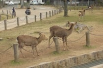 「議員になってから本当に中国人が減った」　へずまりゅうの主張に奈良市「そのような報告はない」