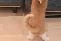 「どうしたの？」　振り向く猫の姿に6000人「モデルかと思った」