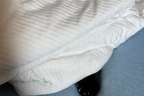 ガス検査で知らない人が家に！　猫の姿に26万人が「大丈夫だよ」と声をかける