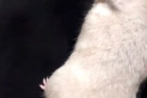 「何このケツ毛」 3万人が驚いたハムスターの伸びすぎな毛