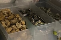 飼い主の不注意でおやつケースが開いたまま　10万人が「悪い顔」していると感じたハムスターを選択 飼い主の不注意でおやつケースが開いたまま　10万人が「悪い顔」していると感じたハムスター