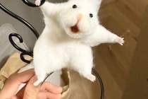 「これなんて動物？」　 毛がグングンと逆立ったハムスター