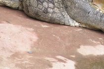 逃げろ！　スーパーに3m級の巨大ワニが侵入し客が騒然