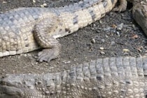 メキシコで“未知のワニ”2種を発見　世界最高レベルの塩水耐性