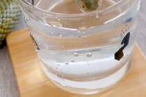 「ニンゲンが飲もうと思って汲んでおいた水だよ」　ヘビがチロチロ飲む姿に20万人が興味津々！