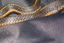 「電線かと思った」　照明器具の中にいたヘビ、捕獲に36時間かかる