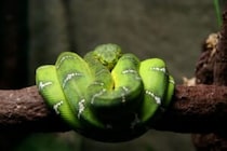 保育園でヘビに噛まれた4歳児　園は保護者に「切り傷か骨折をしたようだ」と虚偽の説明