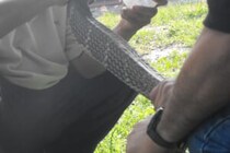 猛毒ヘビから飼い主を守った猫　2万人が「なんて勇敢なんだ！」と称賛