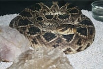 「この勇気は命取りにもなりかねない」　小さな男の子がヘビを素手で捕獲