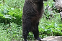 出勤で鍵を閉めようとしたら…　クマに襲われるも足を蹴り鼻を殴って撃退に成功