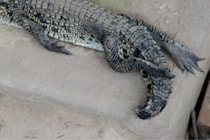 都会に3m級の巨大ワニが出没…　餌のおびき寄せも失敗
